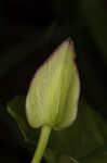 Hedge false bindweed